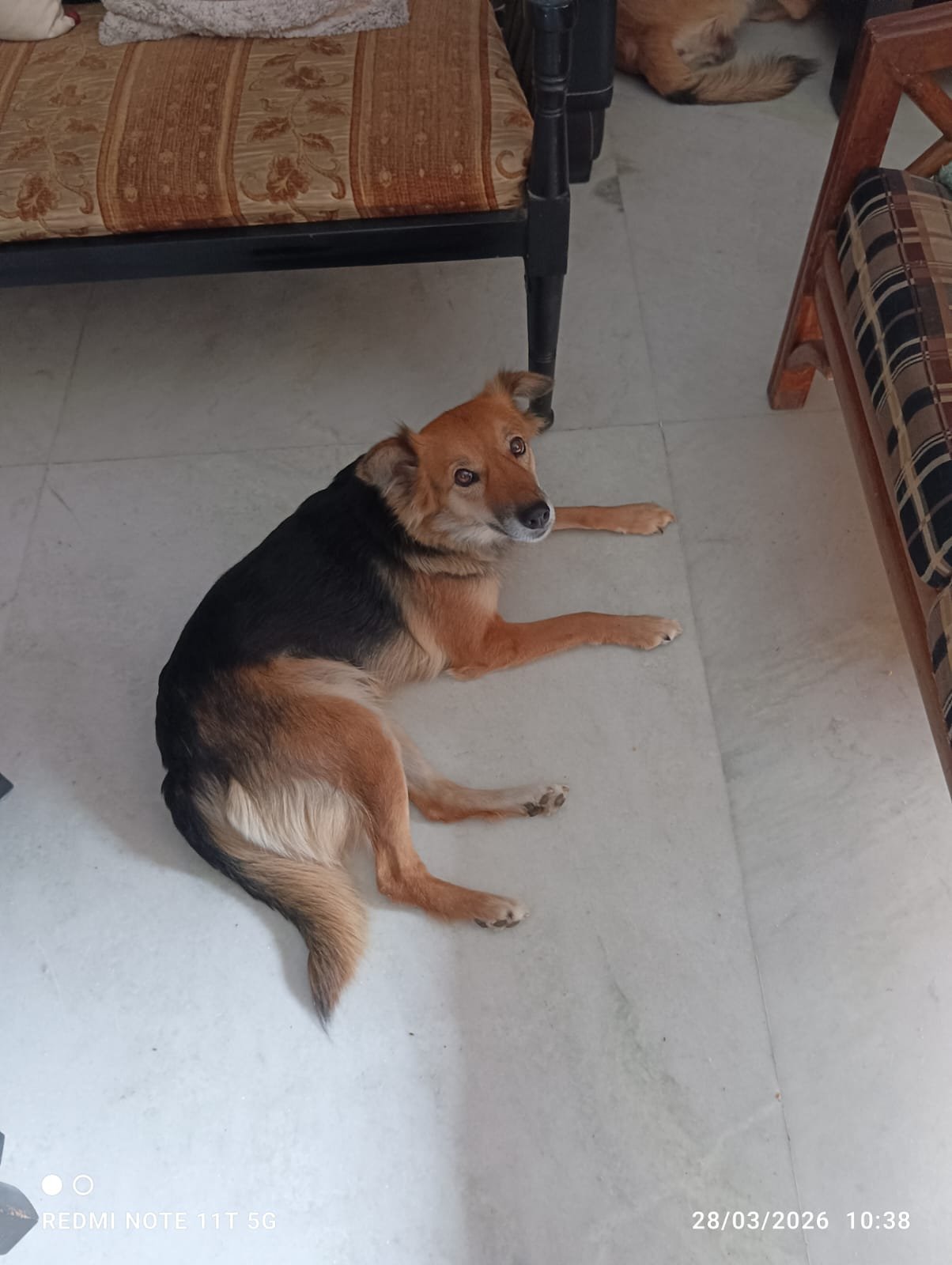 Photo of Zelda