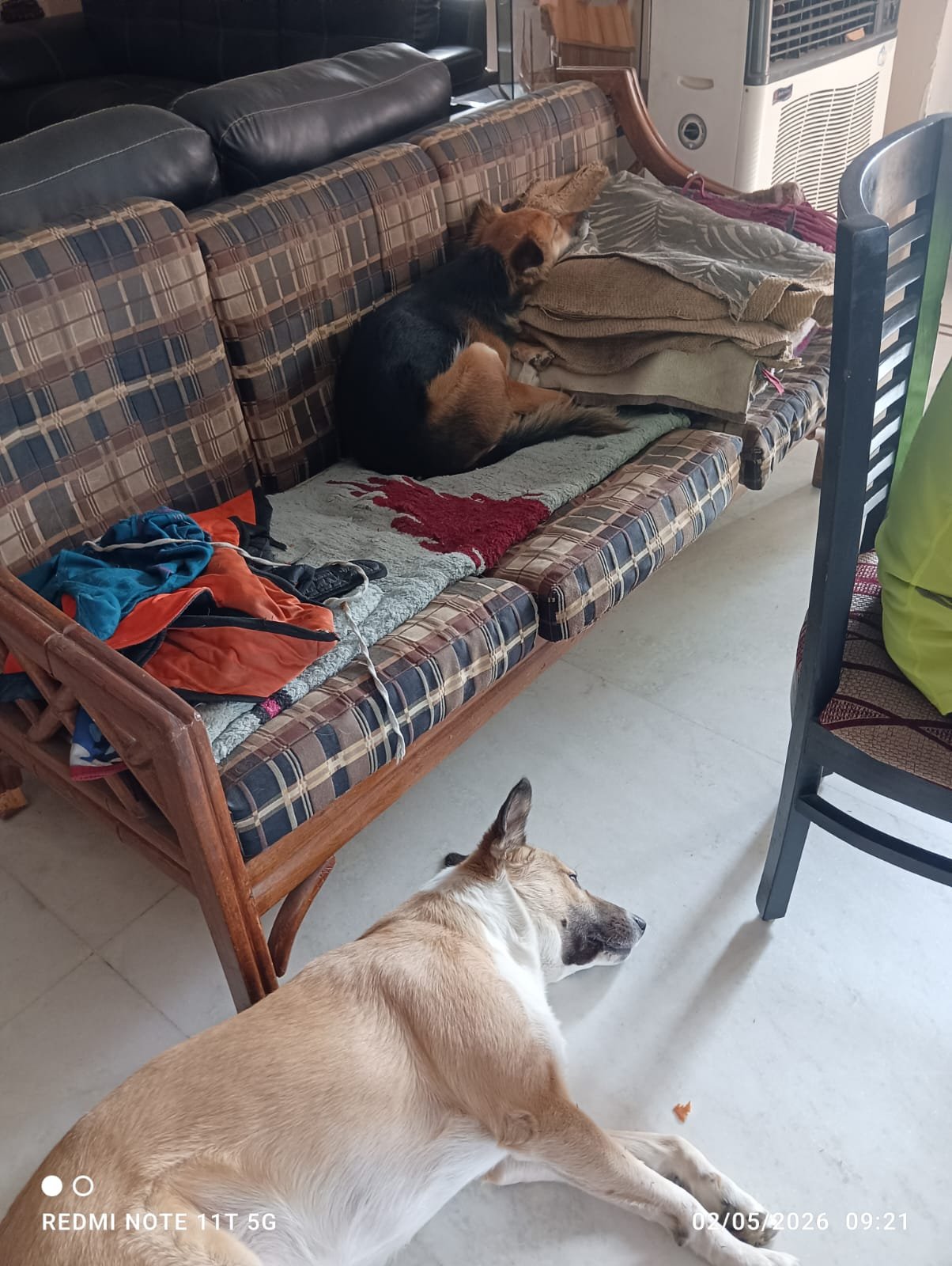 Both dogs together 🐾